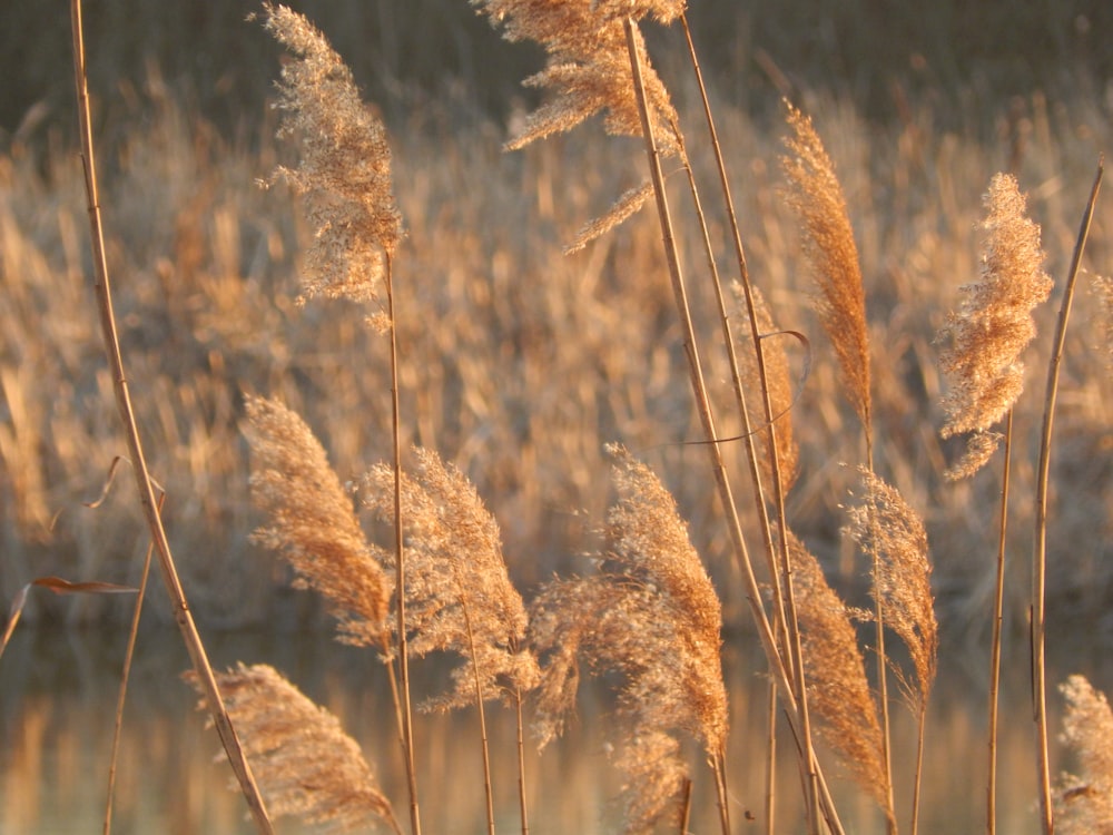 closeup photo of grass