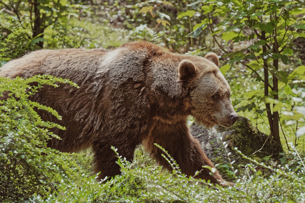 brown bear walking between trees