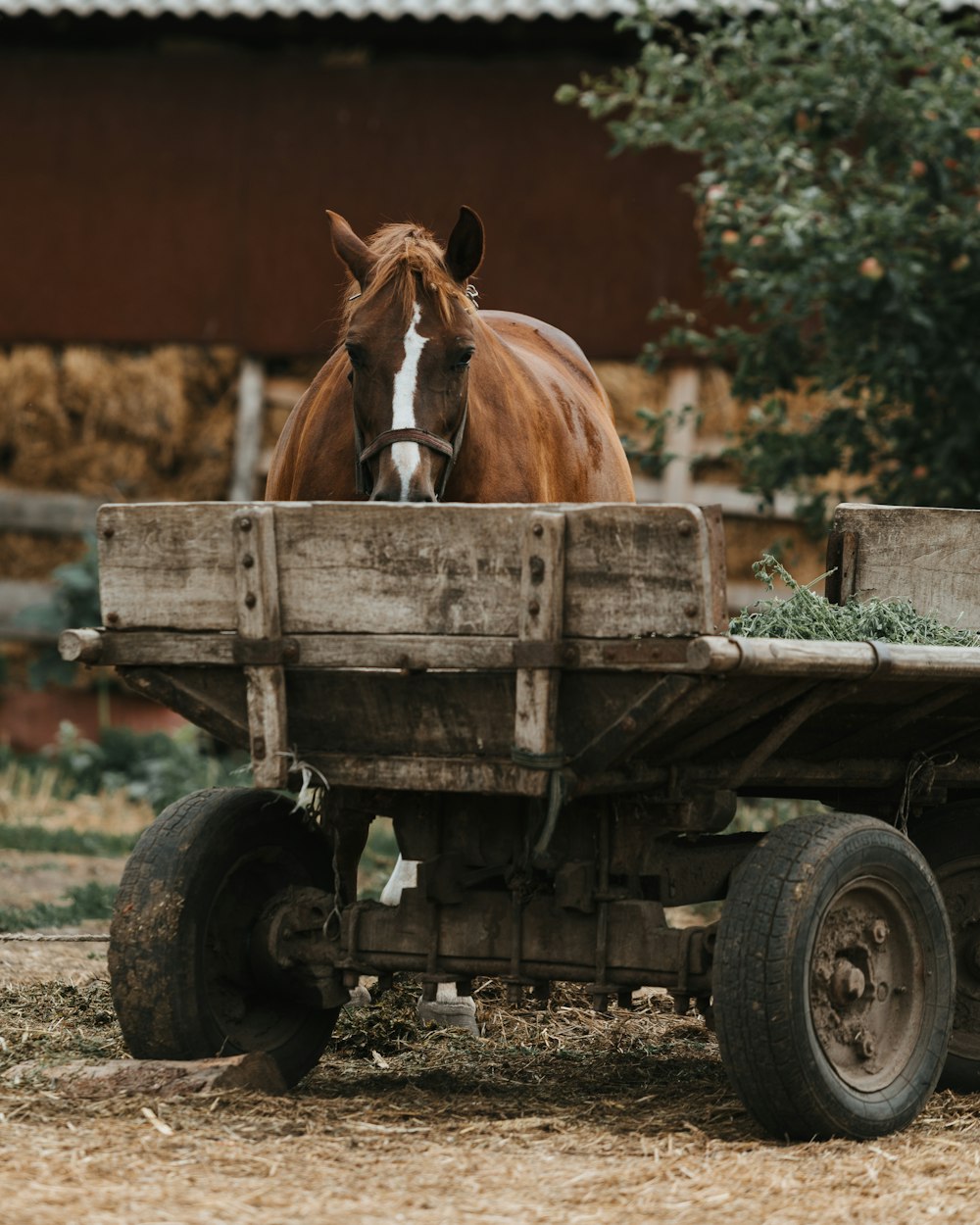 brown horse on trailer