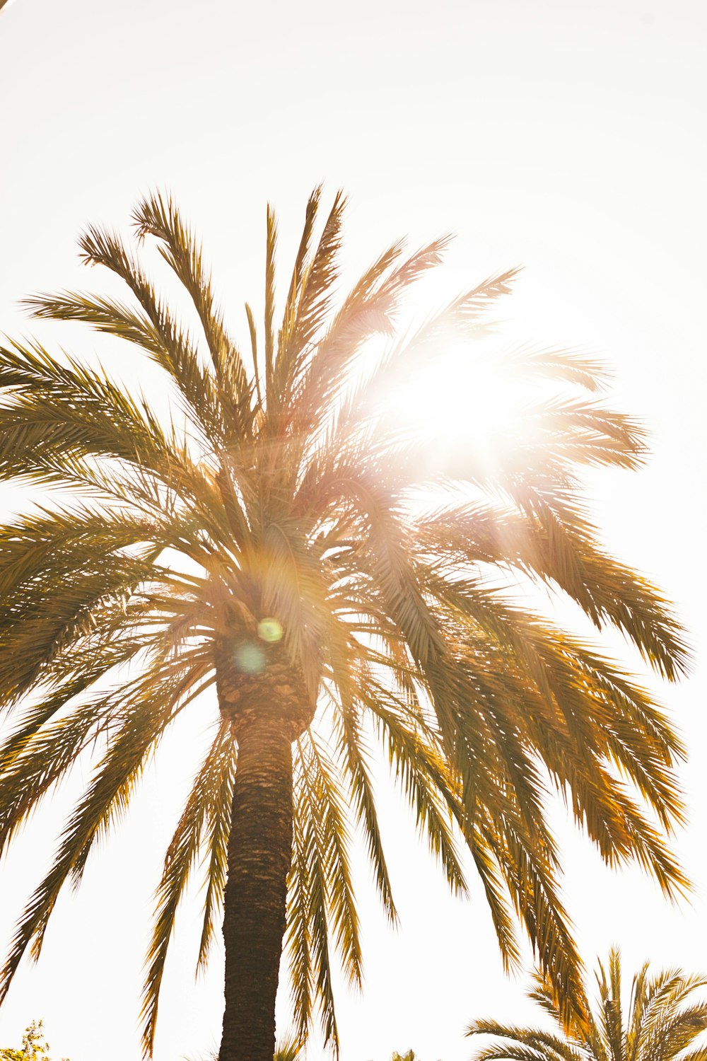 low angle photography of palm tree