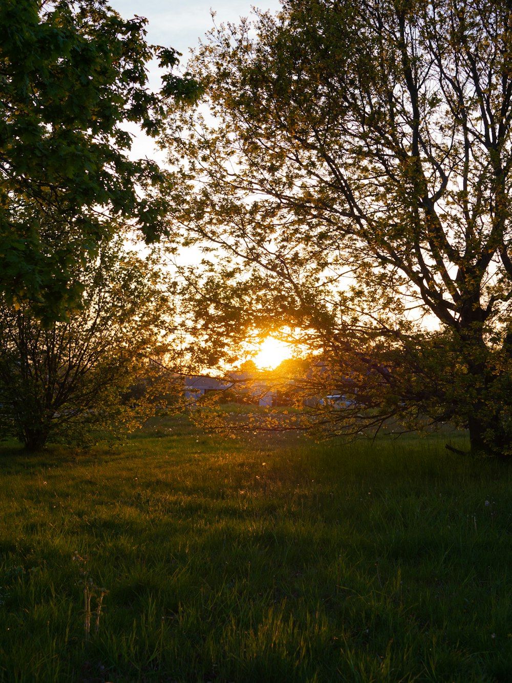 Arbres LED verts sur l’herbe verte pendant l’heure dorée