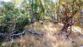 A rugged trail camera mounted on a tree trunk in a dense forest capturing wildlife activity.