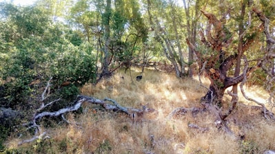 A rugged trail camera mounted on a tree trunk in a dense forest capturing wildlife activity.