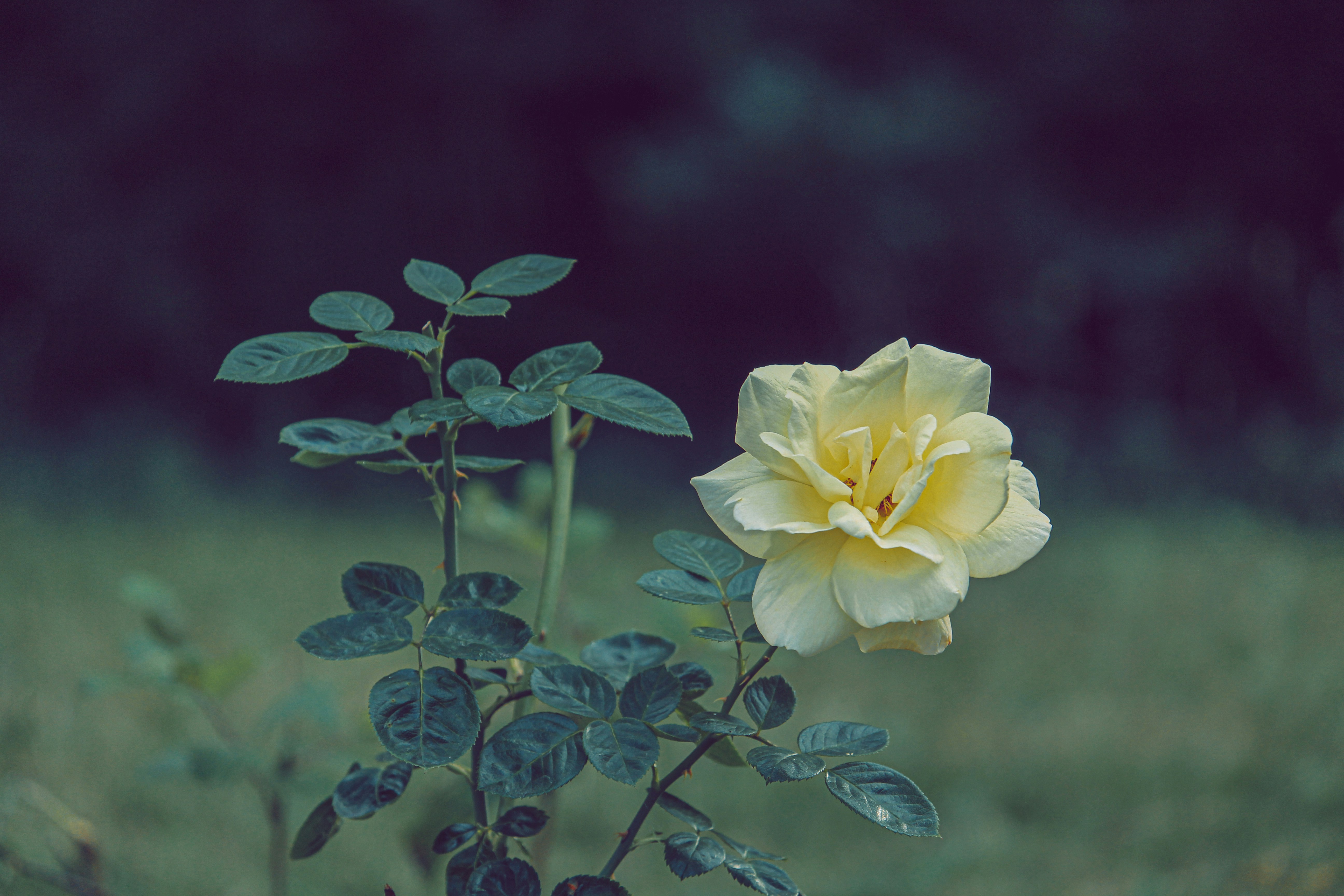 Photo by shottrotter