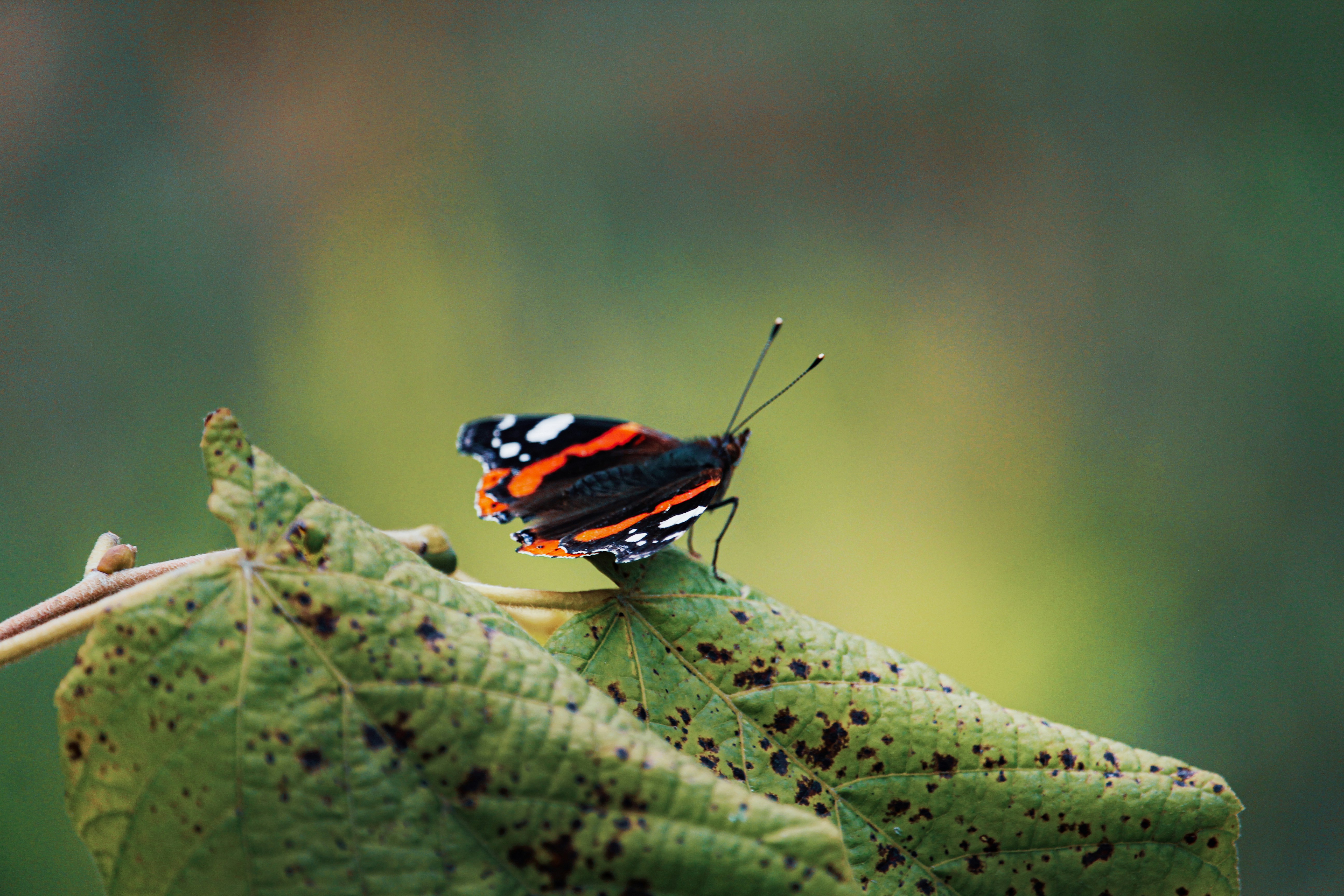 Photo by shottrotter