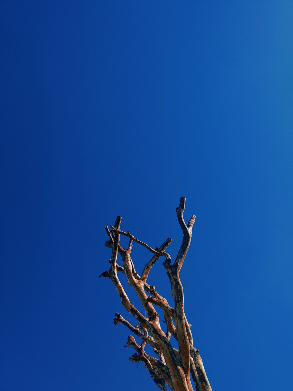 withered tree under blue sky