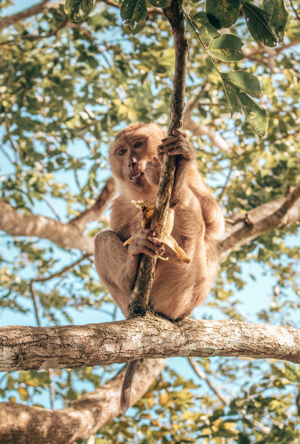 monkey on tree branch