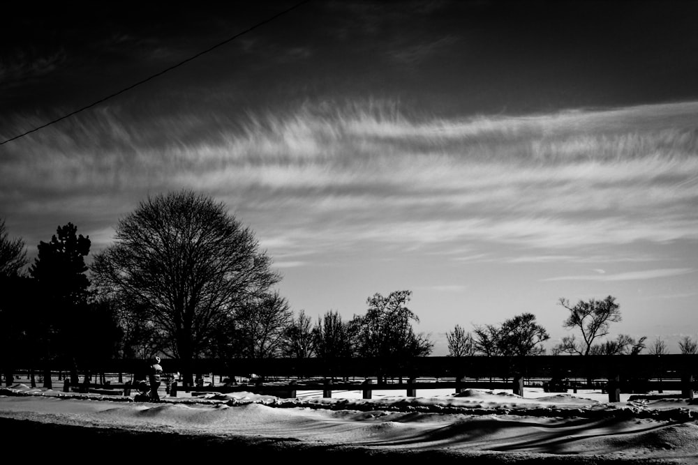 silhouette of trees