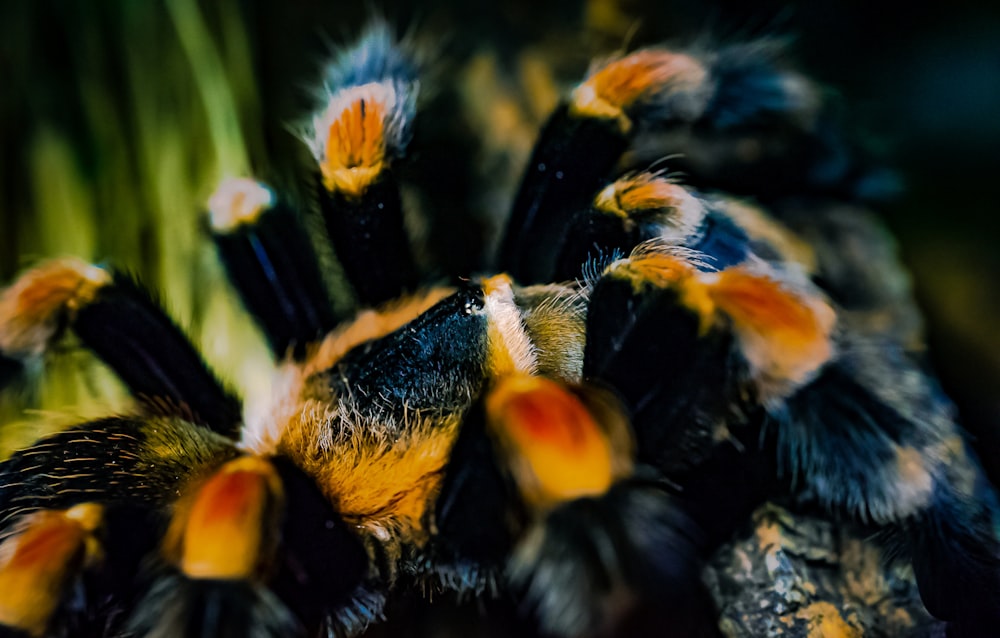black and yellow tarantula