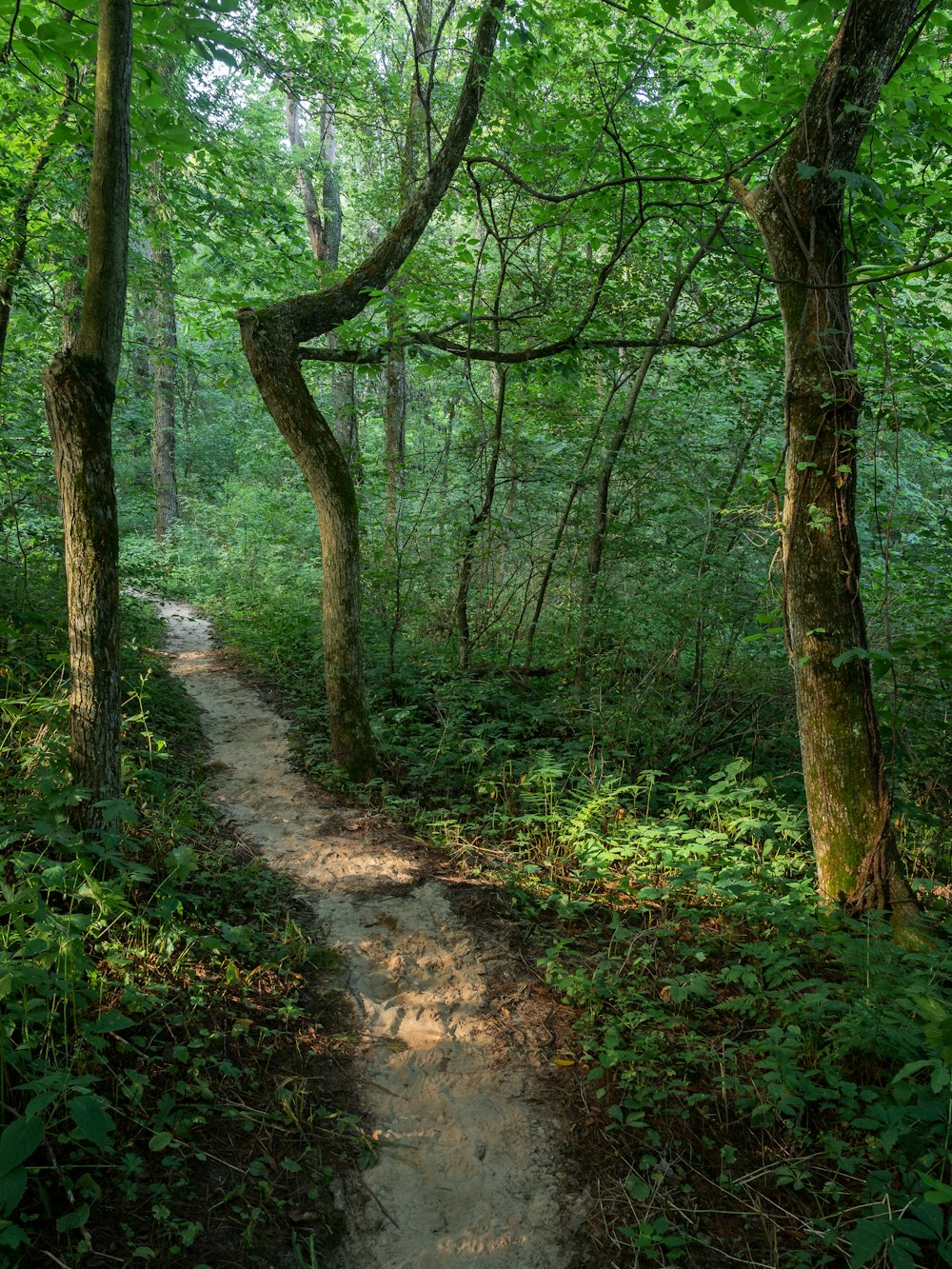 green-leafed trees