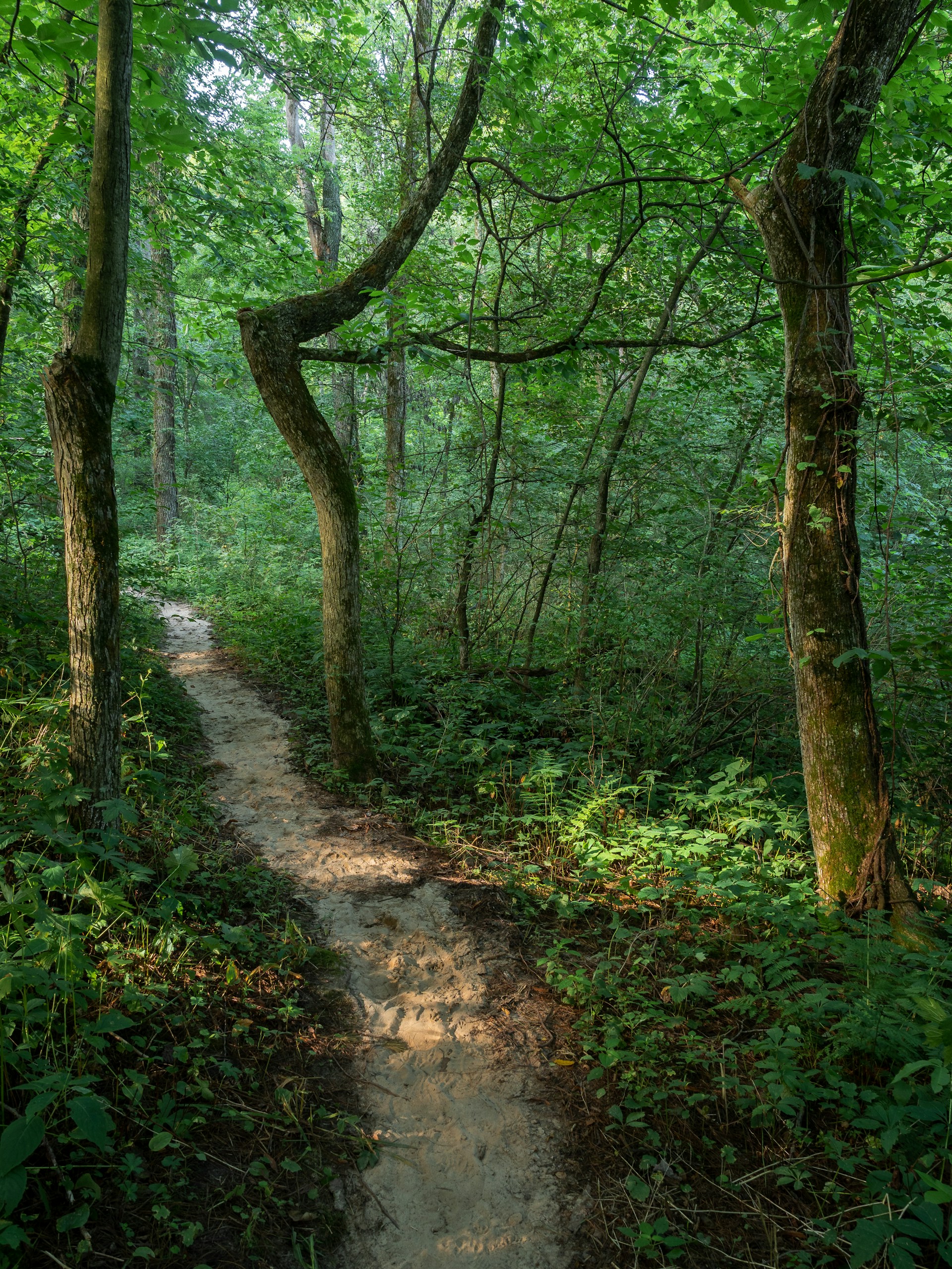 green-leafed trees