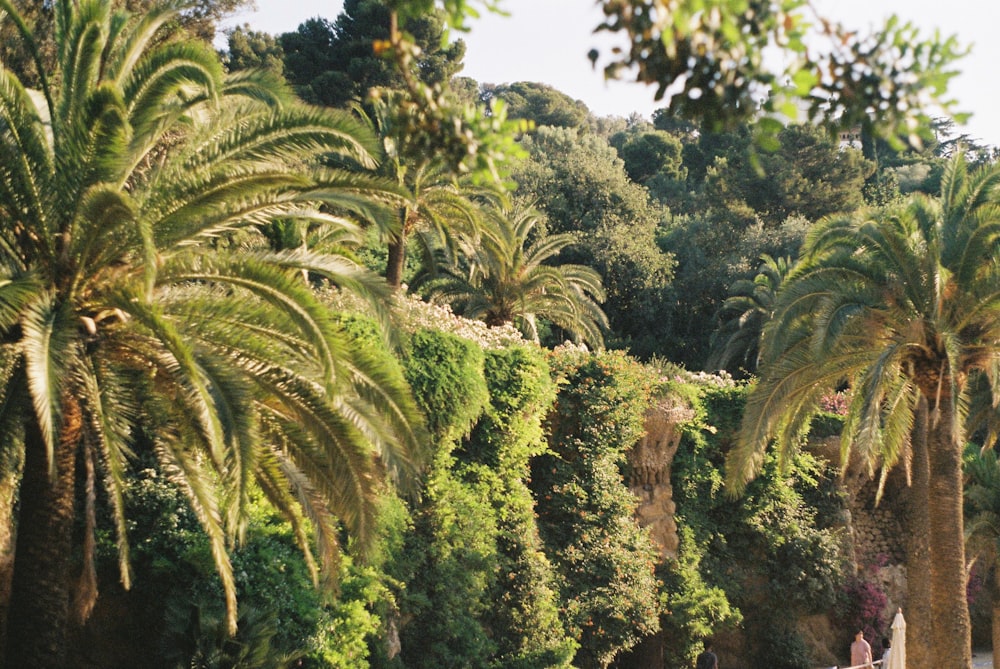 green leafed tree