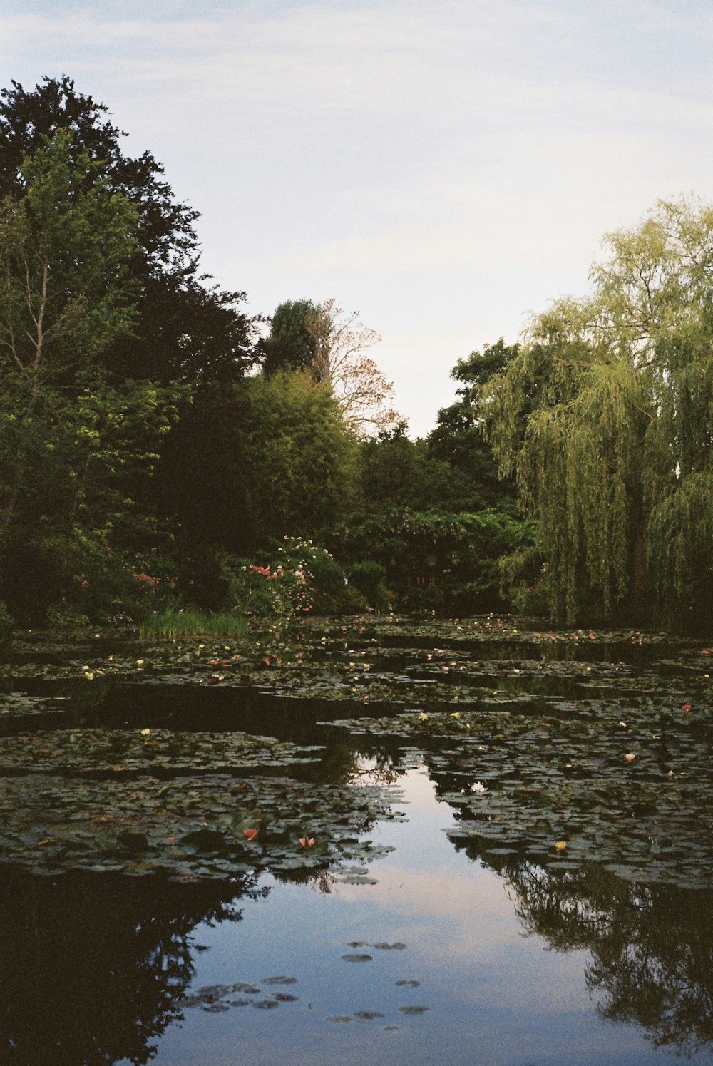 green-leafed trees