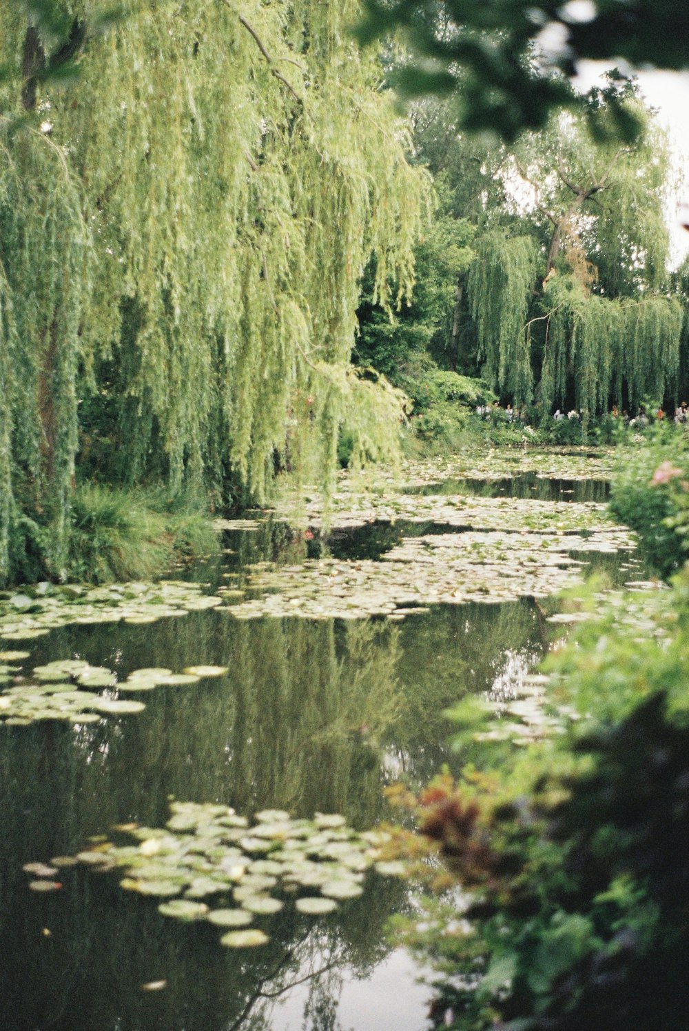 green grass on water