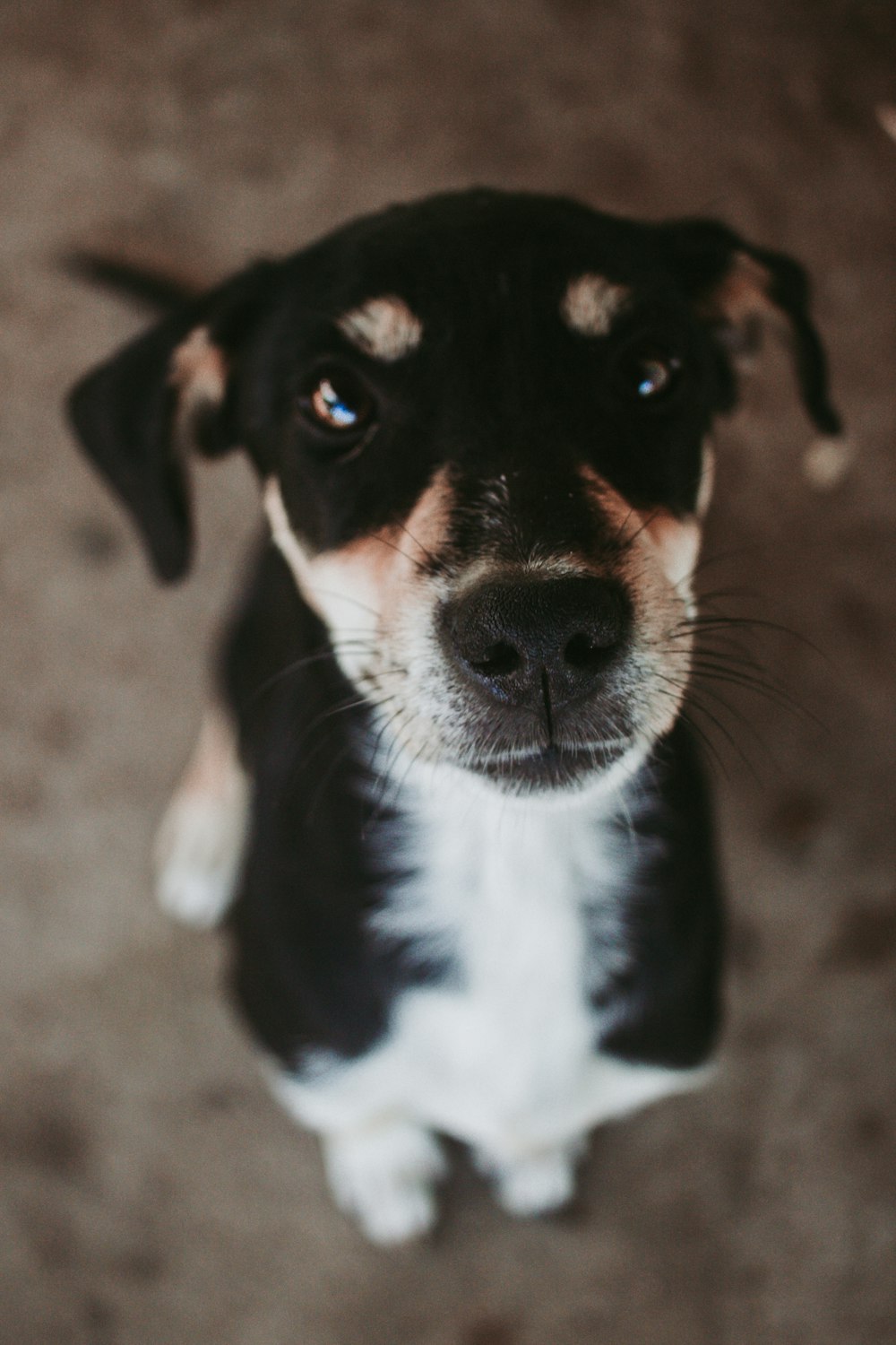 short coat black and white dog