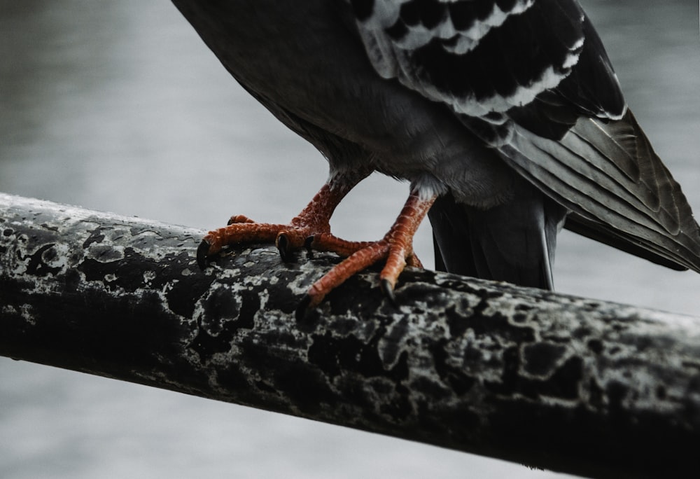 black and gray bird with red legs on gray plank