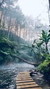 green and brown forest