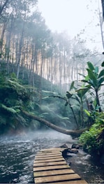 green and brown forest