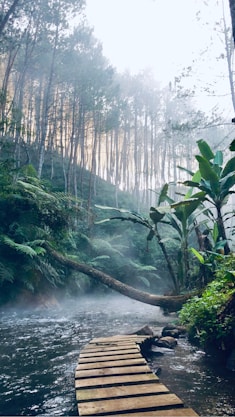 green and brown forest