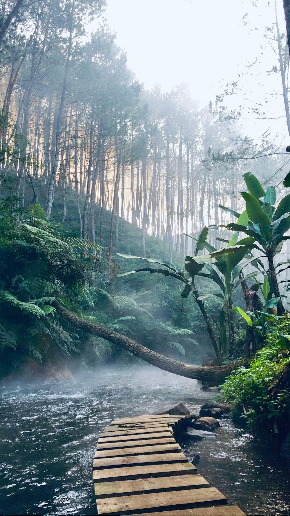 Forêt verte et brune