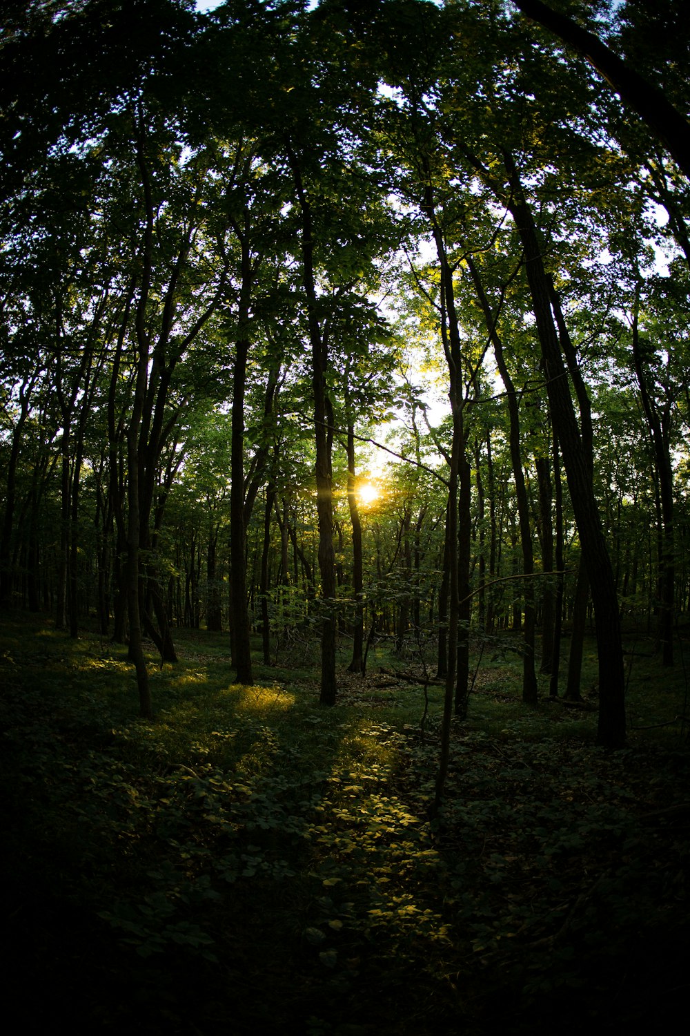 forest during daytime