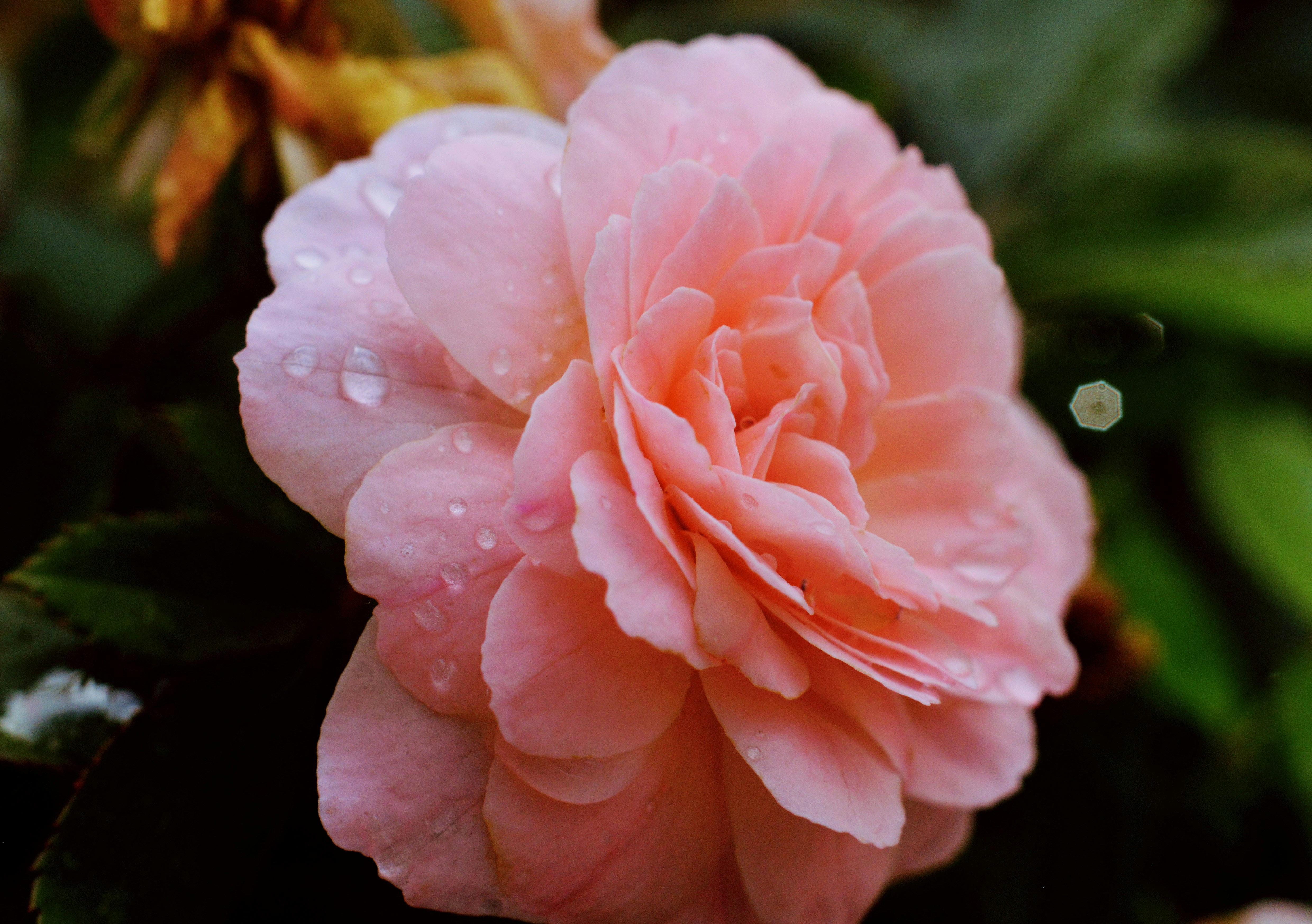 Photo by jdpopephotos