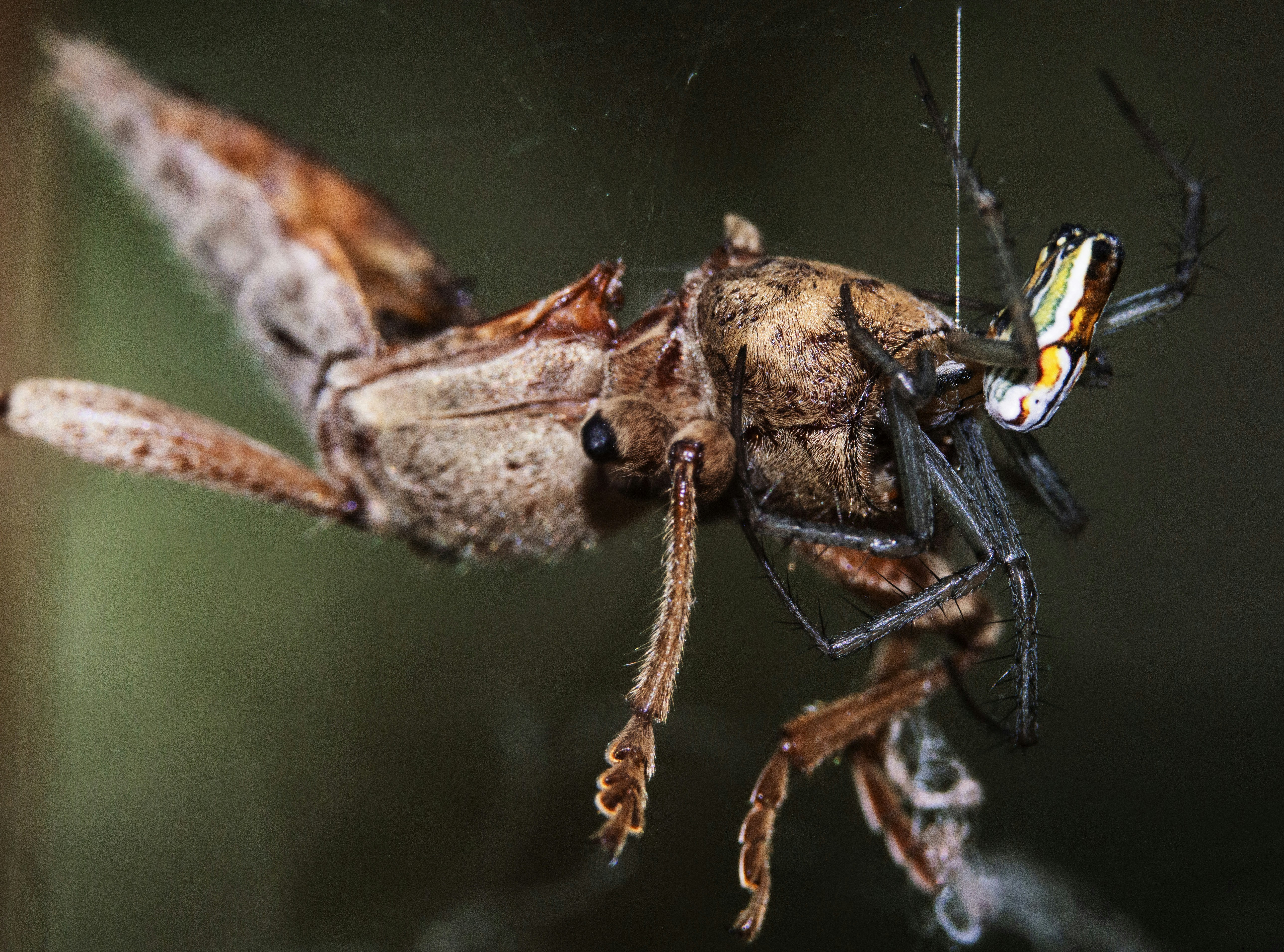 Photo by jdpopephotos