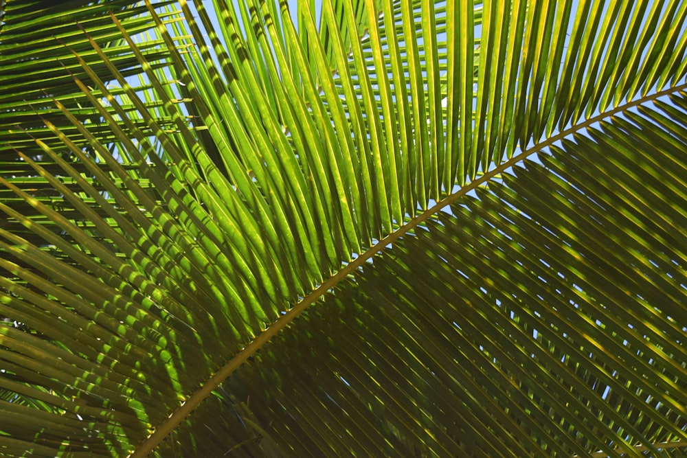 a close up view of a palm tree's leaves