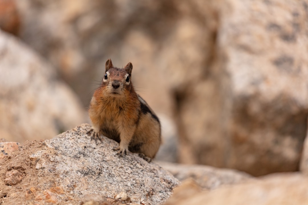 brown rodent on grey rock during daytime