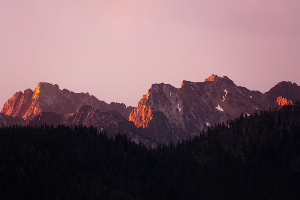 pine fores with mountain background