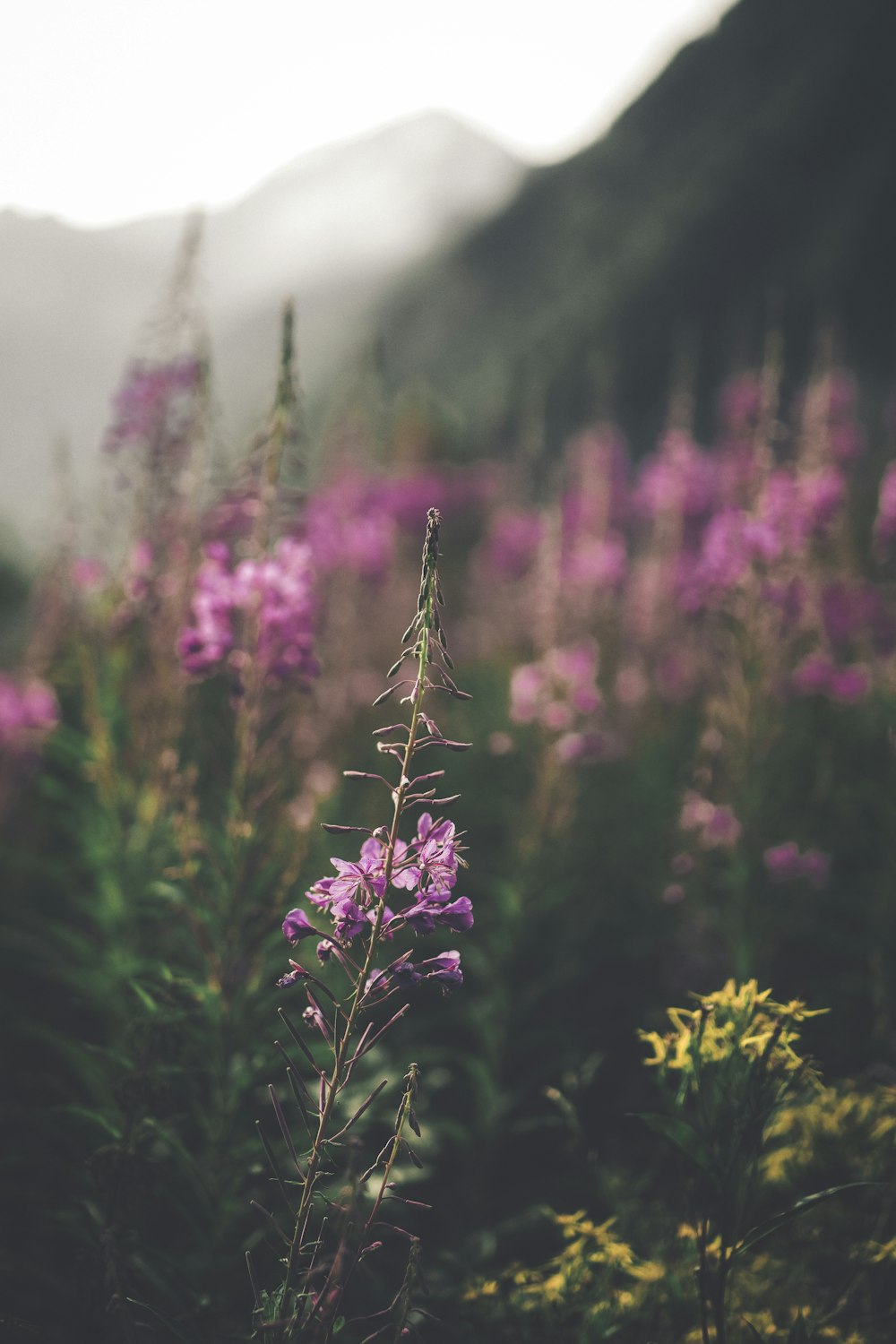 shallow focus photography of green plants with pink flowers