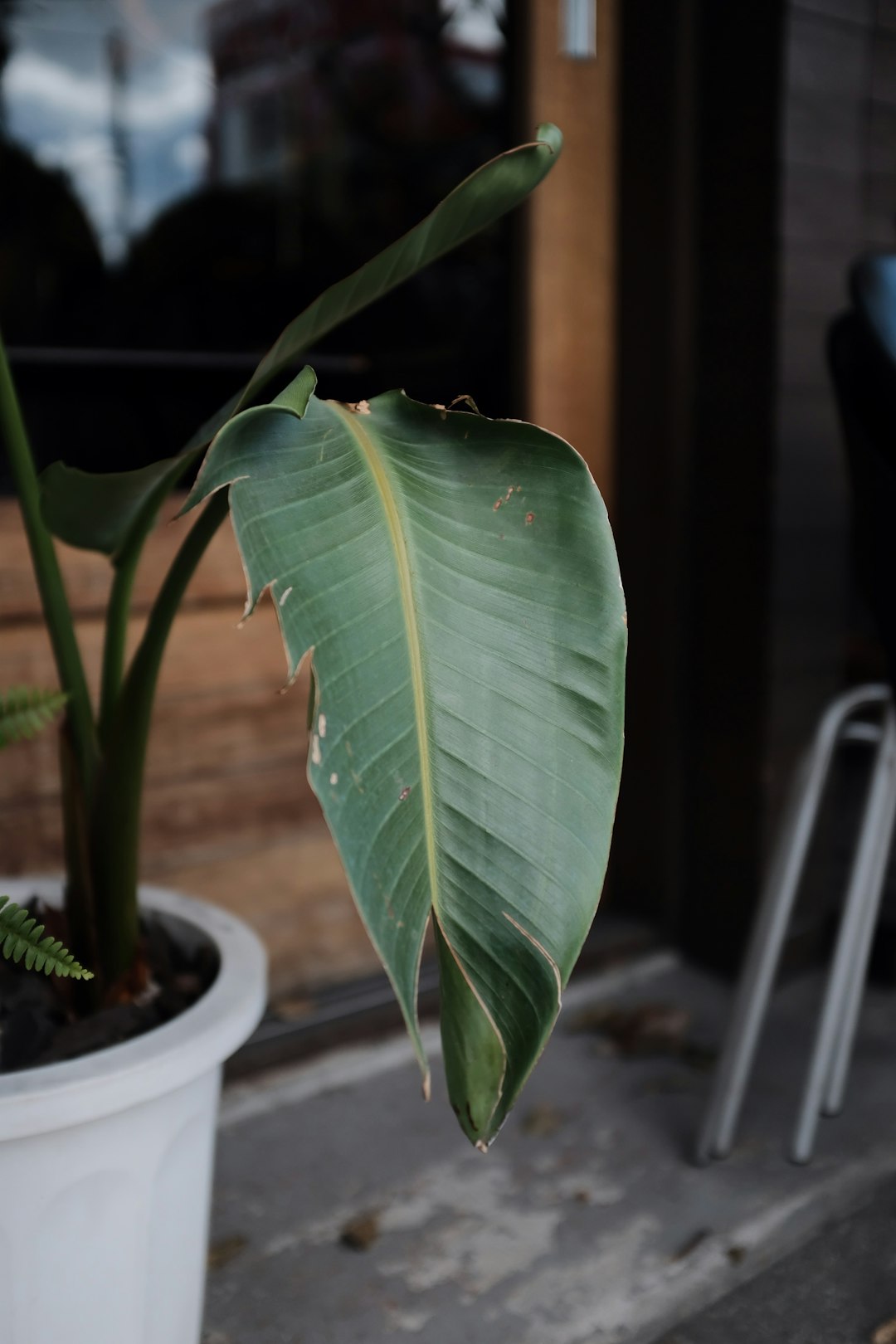 green leaf plant in white pot