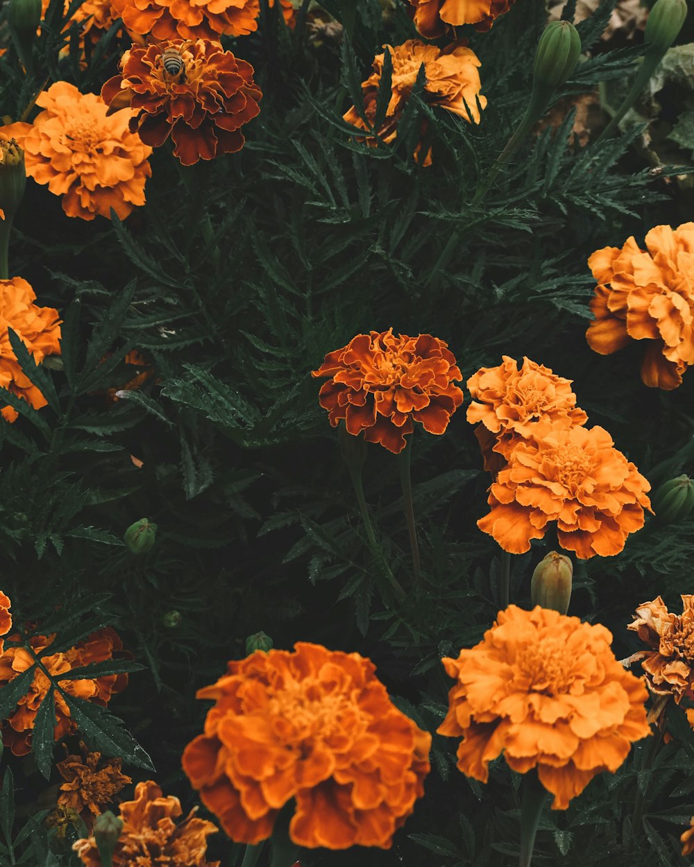 orange flowers