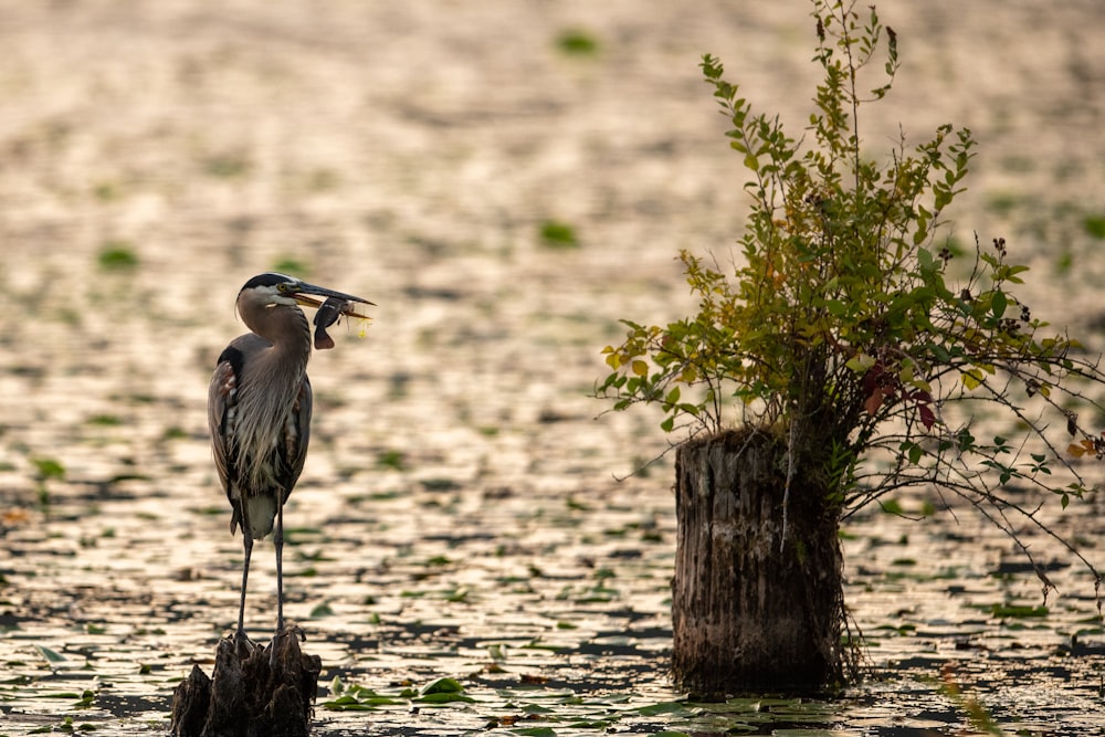 gray bird near plant