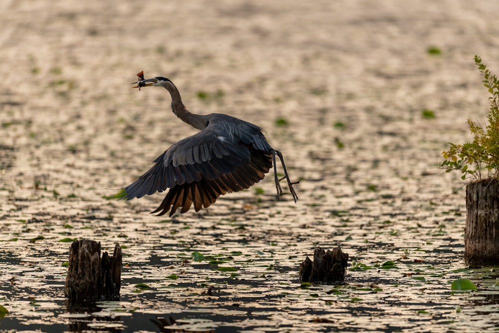 gray long-necked bird on body of water