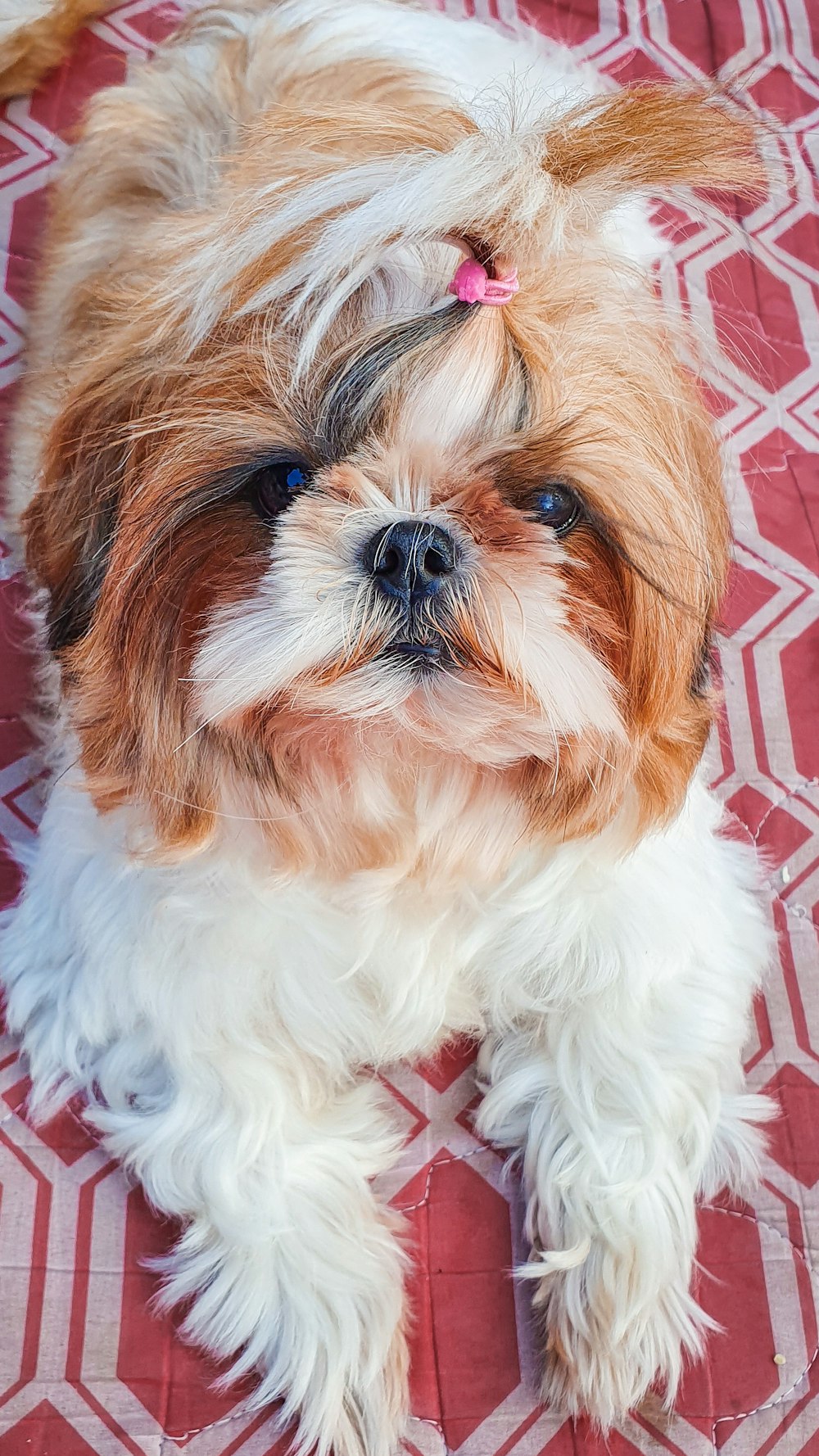 long-coated white and tan dog