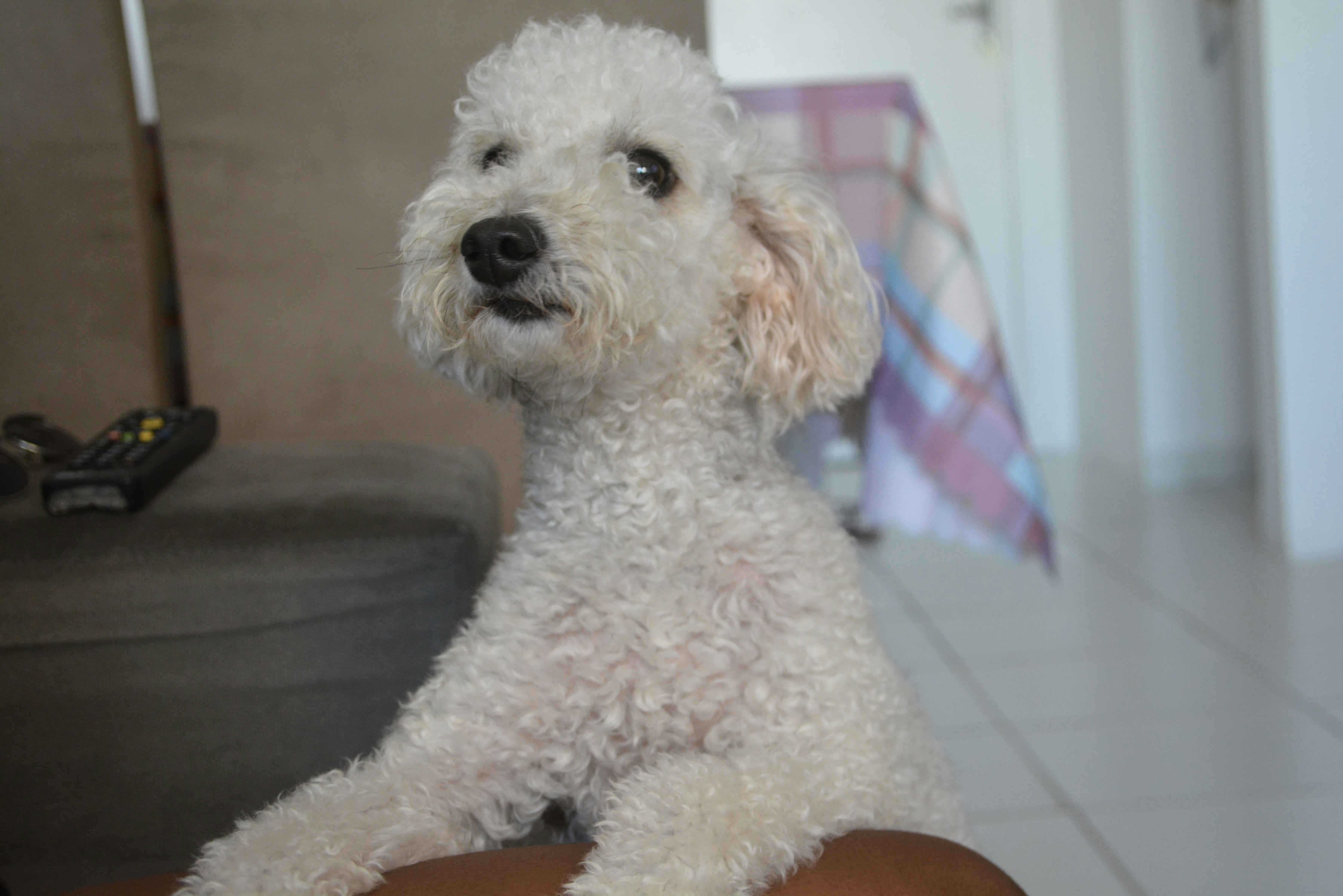 Meet Your Perfect Pup