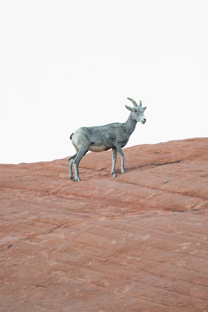Rocky Mountain bighorn sheep ram standing on rocky ridge