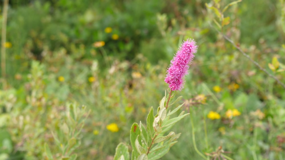 selective focus photography of pink flower