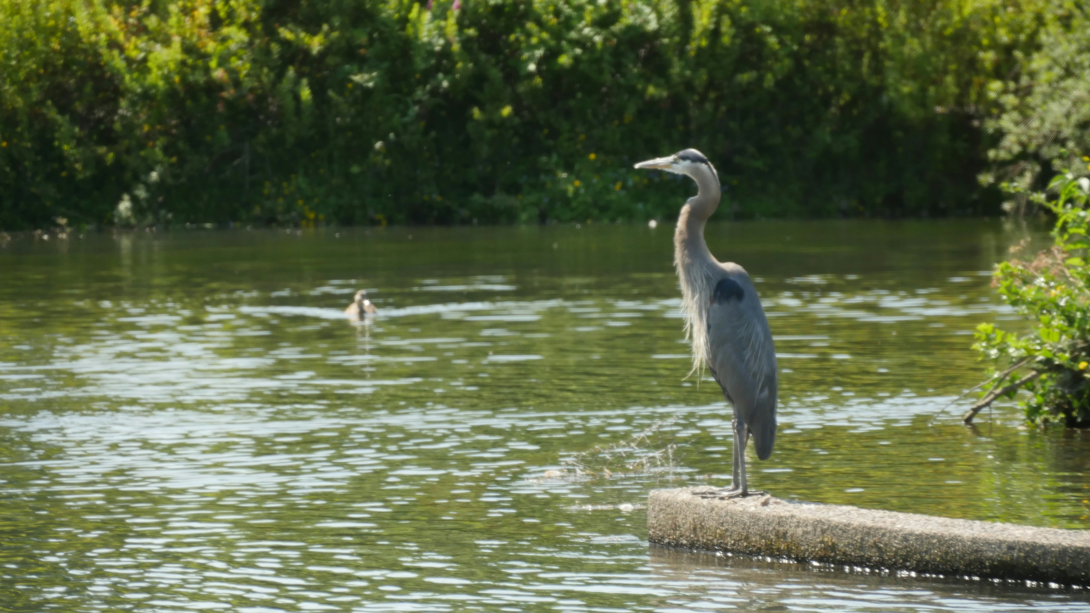 brown bird near water