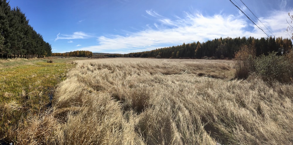 brown field surrounded with tall and green trees under blue and white skies