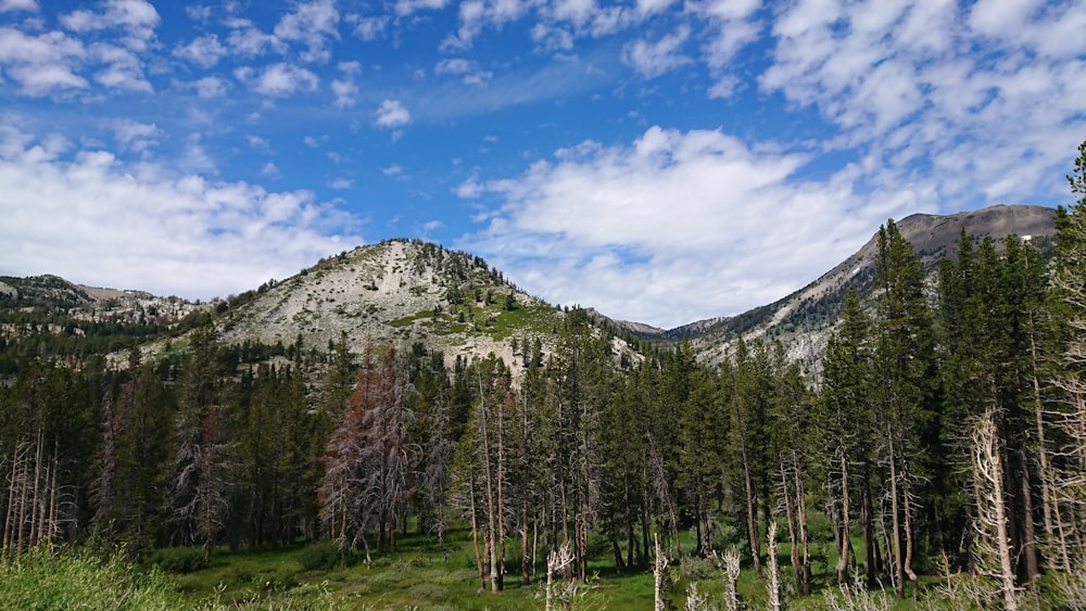 pine trees lot