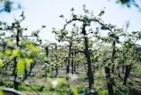 A scenic view of a well-maintained orchard featuring rows of trees with lush green leaves and blossoming flowers. The bright sunlight filters through the foliage, creating a vibrant play of light and shadows. The neatly arranged trees suggest an organized agricultural setting, with grassy patches growing between them.