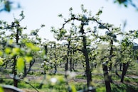 A scenic view of European orchards where our fruits are sourced.