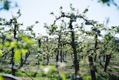 Wide view of a well-maintained orchard with neatly pruned trees under a clear sky.