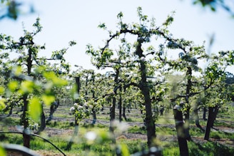 A scenic view of the property with fruit trees.