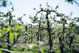 Wide view of a well-maintained orchard with neatly pruned trees under a clear sky.