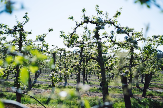A scenic view of a well-maintained orchard featuring rows of trees with lush green leaves and blossoming flowers. The bright sunlight filters through the foliage, creating a vibrant play of light and shadows. The neatly arranged trees suggest an organized agricultural setting, with grassy patches growing between them.