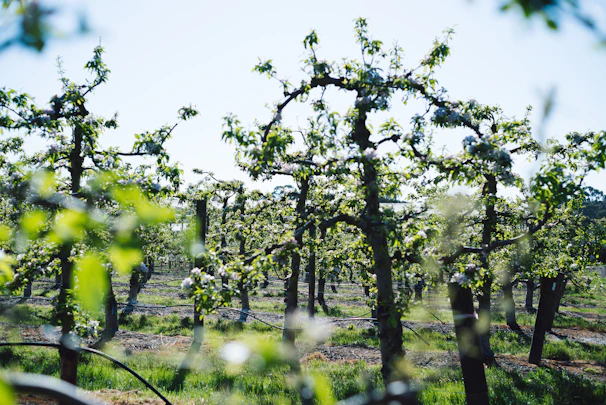 A wide orchard view with several fruit trees shaped naturally under the Oeschbergschnitt technique on a sunny day.