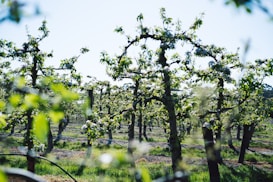 A scenic view of a well-maintained orchard featuring rows of trees with lush green leaves and blossoming flowers. The bright sunlight filters through the foliage, creating a vibrant play of light and shadows. The neatly arranged trees suggest an organized agricultural setting, with grassy patches growing between them.